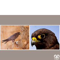 گونه شاهین دودی Sooty Falcon